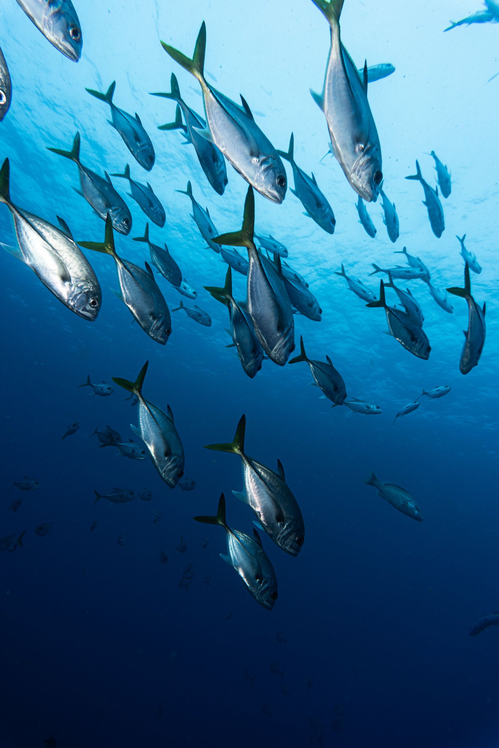 Jackfish Alley dive site