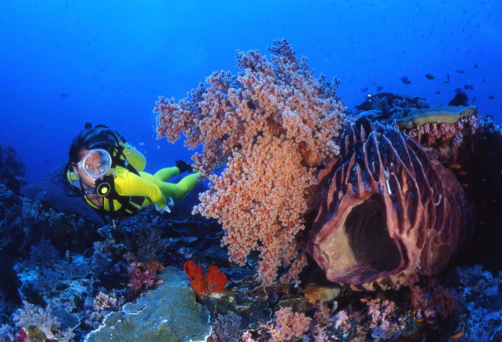 Far Garden dive site