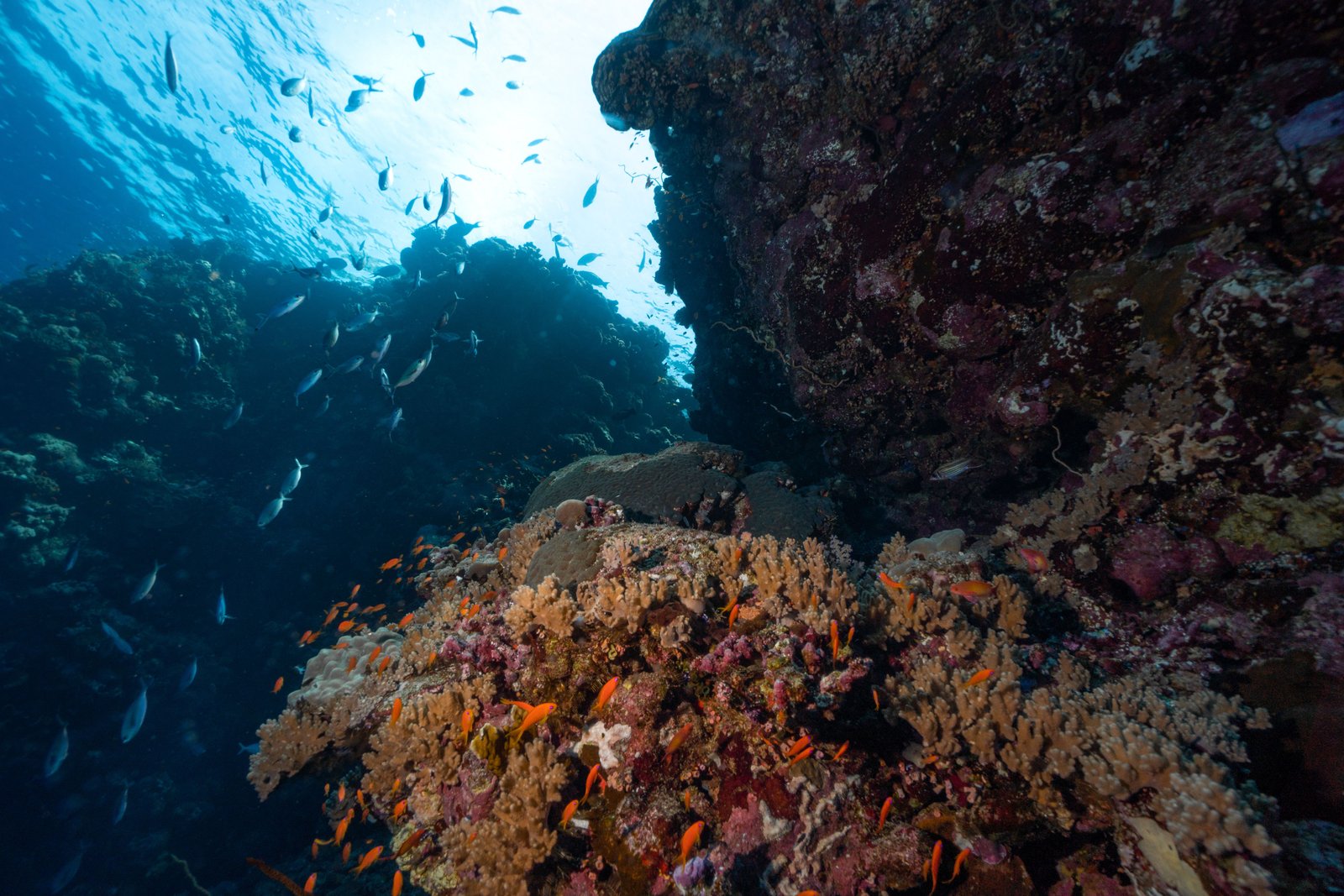 Ras Mohammed reef wall